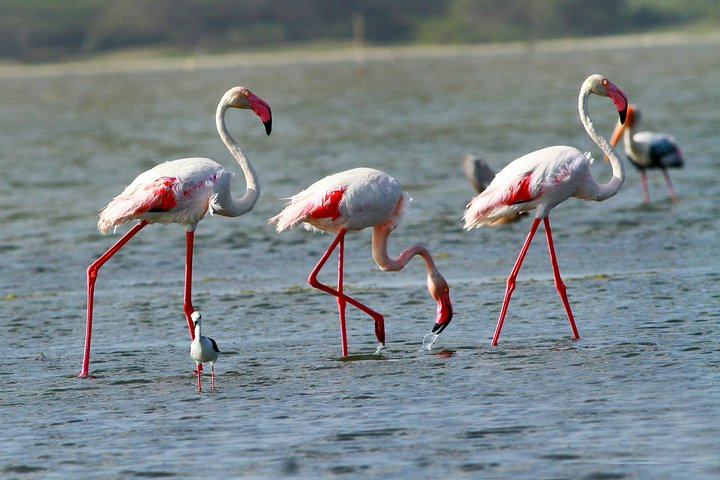 Bundala National Park